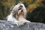 SHIH TZU 162